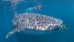 WhaleSharks